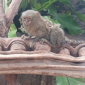 Pygmy Marmoset (Cebuella pygmaea)