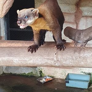Javan Yellow-throated Marten (Martes flavigula robinsoni)