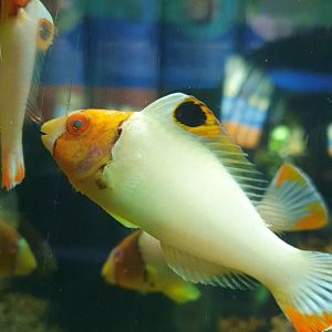 Juvenile Bicolor Parrotfish (Cetoscarus bicolor)