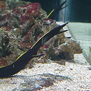 Ribbon Eel (Rhinomuraena quaesita)