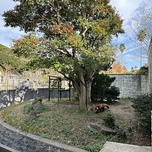 Outdoor red panda exhibition