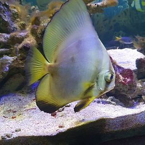 Orbicular Batfish (Platax orbicularis)