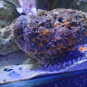 Stonefish (Synanceia sp.)