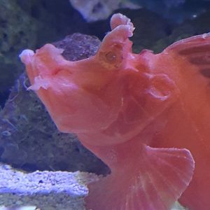 Eschmeyer's Scorpionfish (Rhinopias eschmeyeri)
