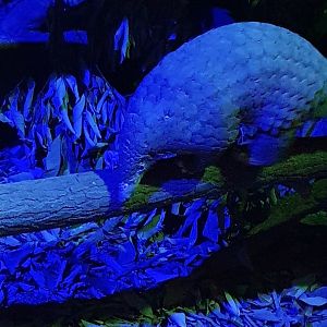 Sunda Pangolin (Manis javanicus)