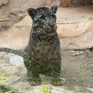 Sunda Clouded Leopard (Neofelis diardi)