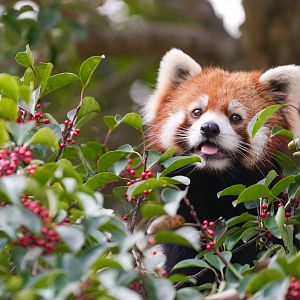 Red panda, outdoor exhibition