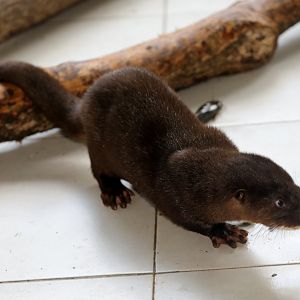 hairy-nosed otter (Lutra sumatrana)