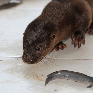 hairy-nosed otter (Lutra sumatrana)