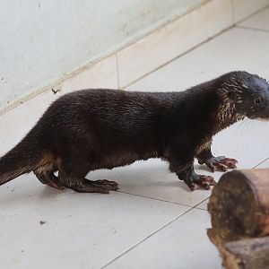 hairy-nosed otter (Lutra sumatrana)