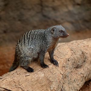 banded mongoose (Mungos mungo)