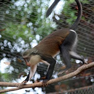 mona monkey (Cercopithecus mona)