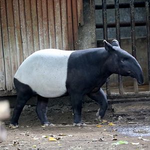 Malayan tapir (Tapirus indicus)