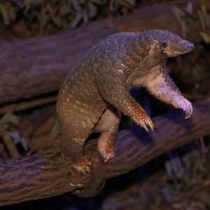 Sunda pangolin (Manis javanica)