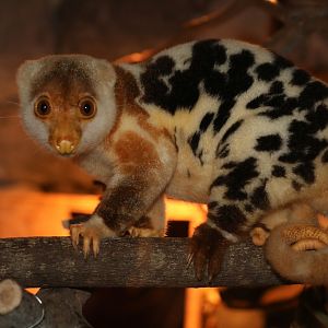 common spotted cuscus (Spilocuscus maculatus)