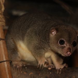 Sulawesi dwarf cuscus (Strigocuscus celebensis)