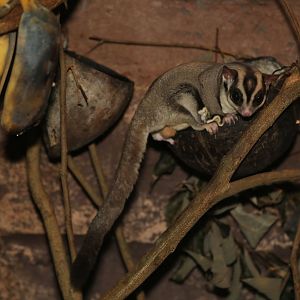 Papuan Sugar Glider (Petaurus breviceps papuanus)