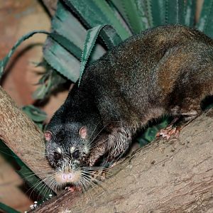 otter civet (Cynogale bennettii)