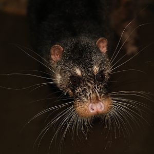otter civet (Cynogale bennettii)