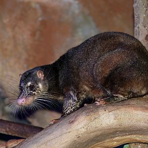 otter civet (Cynogale bennettii)