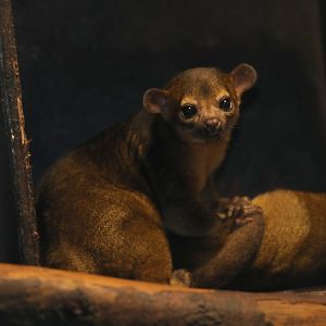 kinkajou (Potos flavus)
