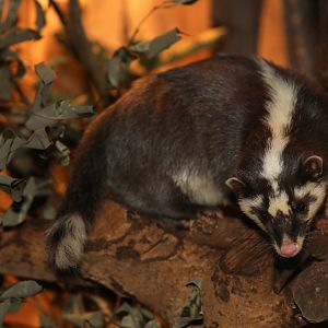 Javan ferret-badger (Melogale orientalis)