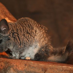 long-tailed chinchilla (Chinchilla lanigera)
