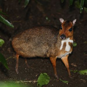 Java mouse-deer (Tragulus javanicus)