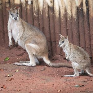 Papua agile wallaby (Macropus agilis papuanus)