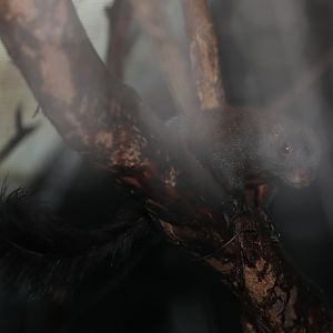 horse-tailed squirrel (Sundasciurus hippurus)