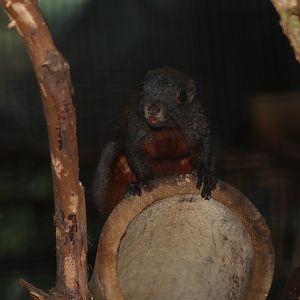 horse-tailed squirrel (Sundasciurus hippurus)