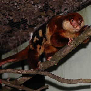 black-spotted cuscus (Spilocuscus rufoniger) Private Collection