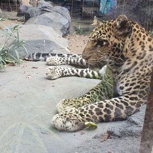 Javan Leopard (Panthera pardus melas)
