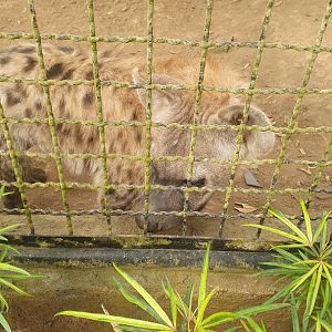 Spotted Hyena (Crocuta crocuta)