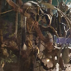 Common Striped Possum (Dactylopsila trivirgata)