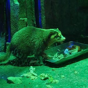 Javan Ferret Badger (Melogale orientalis)