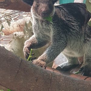 Grizzled Tree Kangaroo (Dendrolagus inustus)