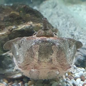 Mata-mata (Chelus fimbriata)