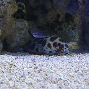 Tiger Snake-eel (Myrichthys maculosus)