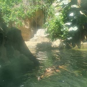 False gharial (Tomistoma schlegelii)