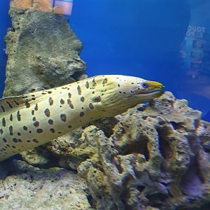 Fimbriated Moray (Gymnothorax fimbriatus)