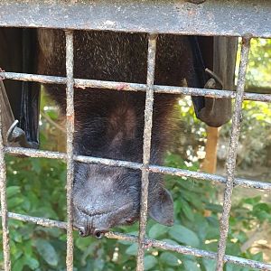 Malayan Flying Fox (Pteropus vampyrus)