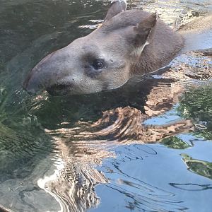 Brazillian Tapir (Tapirus terrestris)