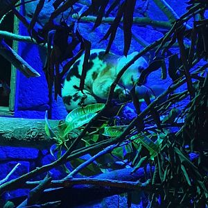 Spotted Cuscus (Spilocuscus maculatus)