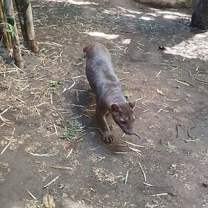 Fossa (Cryptoprocta ferox)