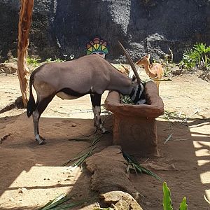 Gemsbok (Oryx gazella)