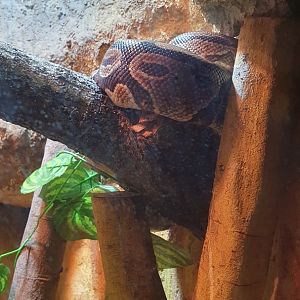 Royal Python (Python regius)