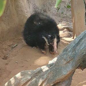 Sumatran Hog Badger (Arctonyx hoevenii)