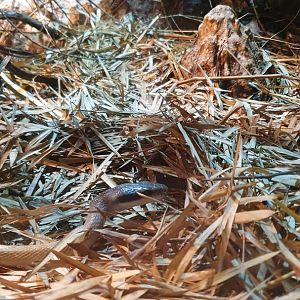 Cave Ratsnake (Orthriophis taeniura ridleyi)