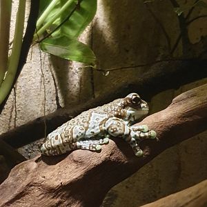 Amazon Milk Frog (Trachycephalus resinifictrix)